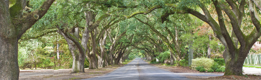 Capital Focus Home - Tree lined road
